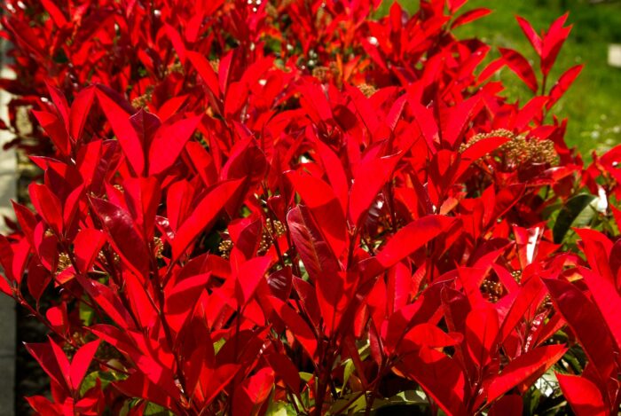 Fraseri Carré Rouge