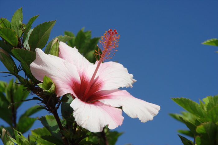 Syriacus French Cabaret Pastel®