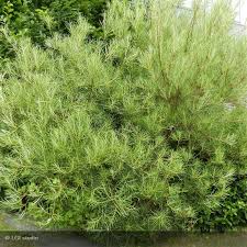 SALIX (Saule)