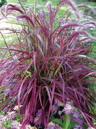 PENNISETUM (Herbe aux écouvillons)