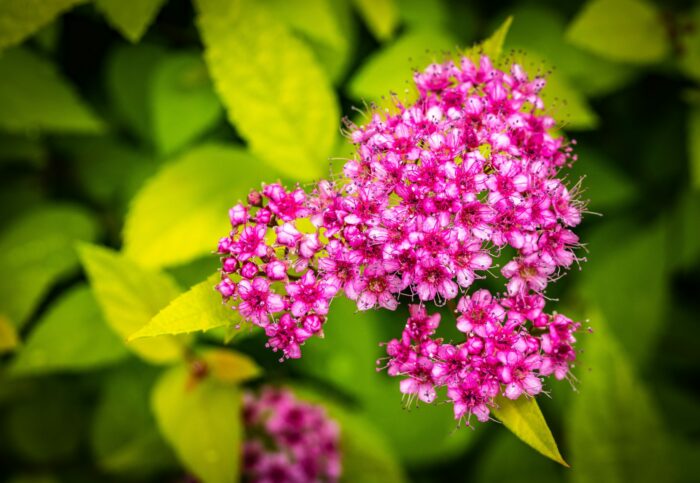 Japonica Goldflame 