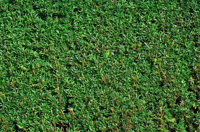 TAXUS Baccata (If Commun)