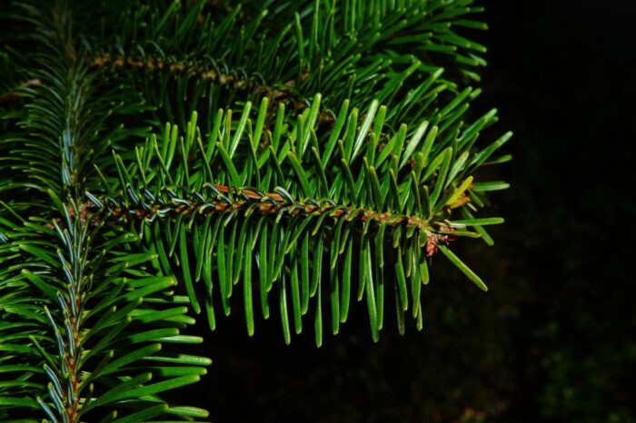 PICEA Abies-Excelsa (Epicea)