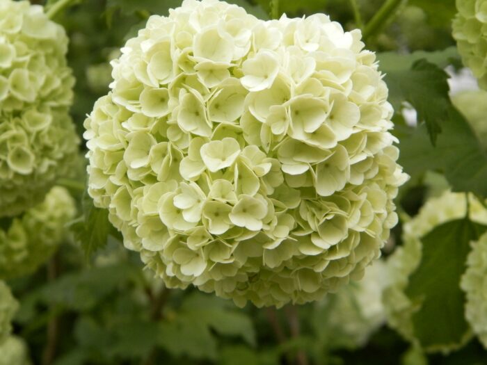 Opulus Roseum (Boule de Neige)