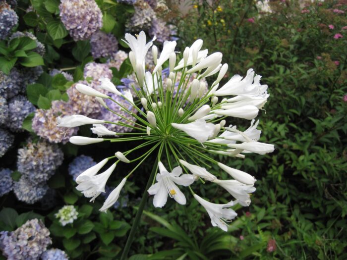 L’amour d’été blanc®