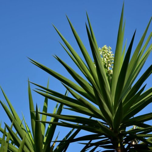 Yucca