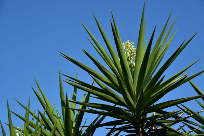 Variegata