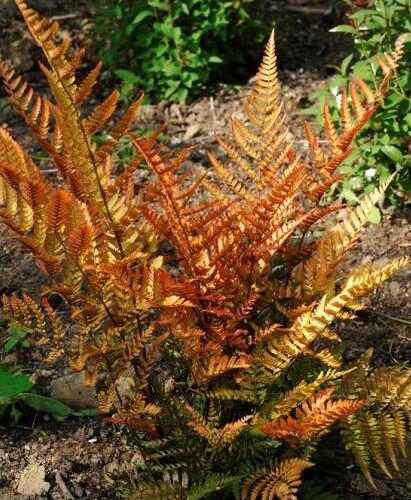 Dryopteris