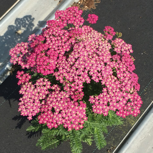 Achillea