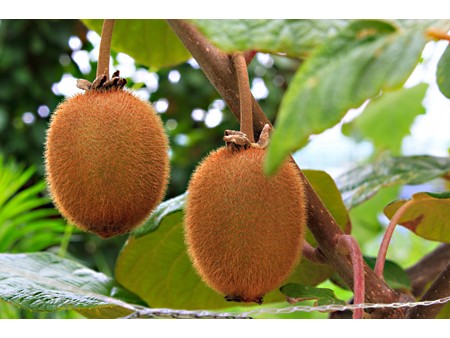 Kiwi - Actinidia