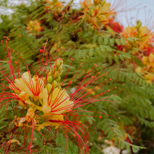 Caesalpinia