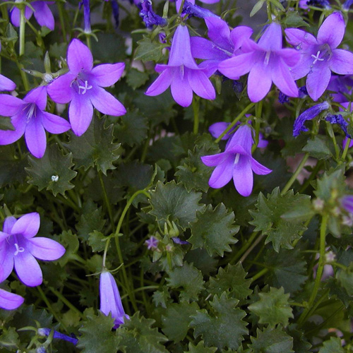 Campanula