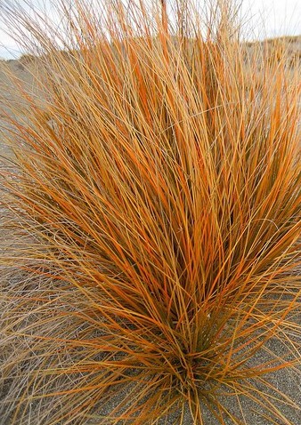 Carex