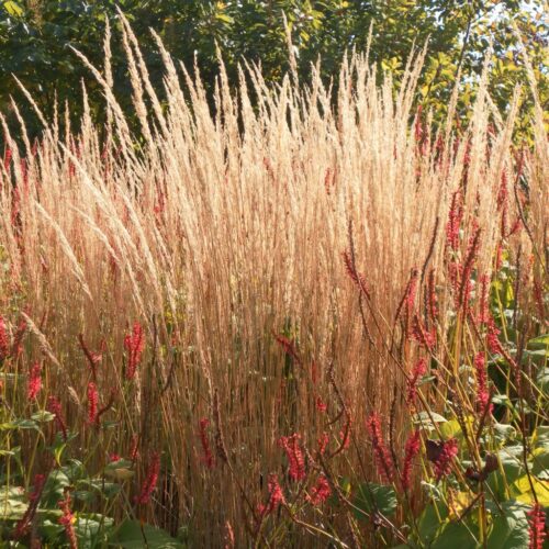Calamagrostis
