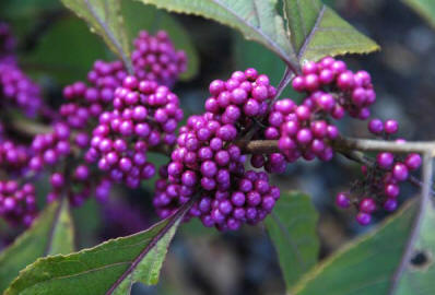 Callicarpa