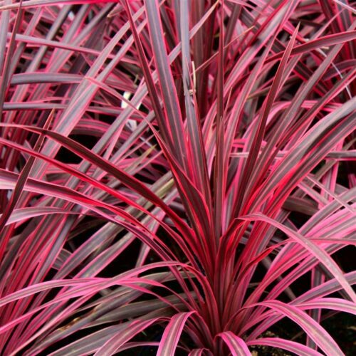 Cordyline