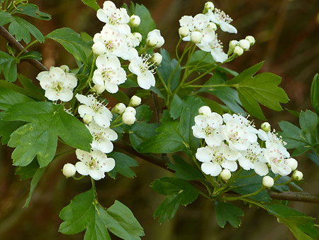 Crataegus