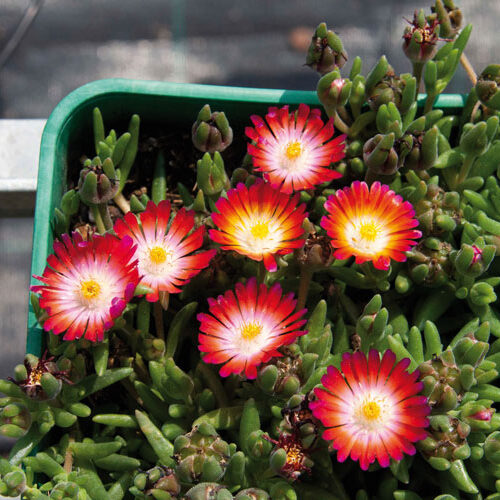Delosperma