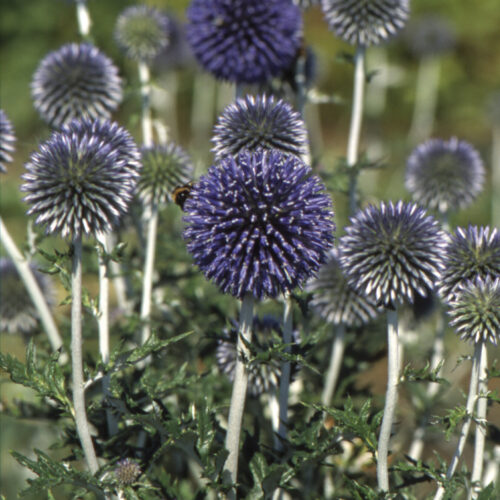 Echinops