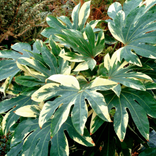 Fatsia
