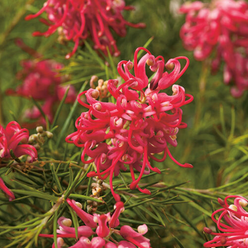 Grevillea