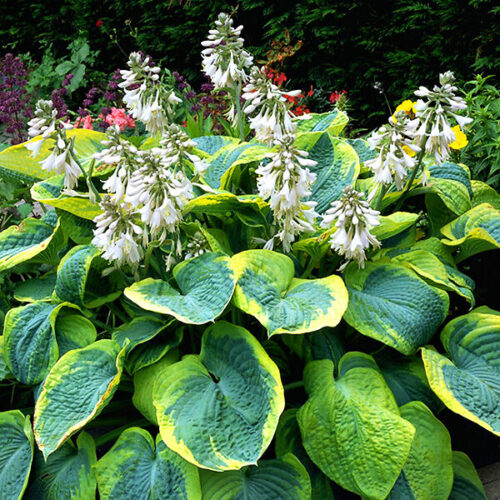 Hosta
