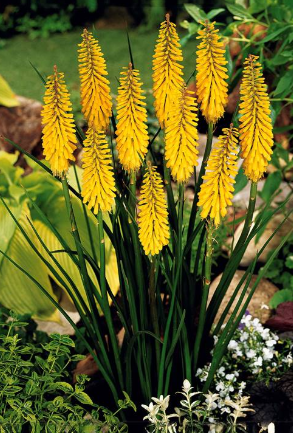 Kniphofia