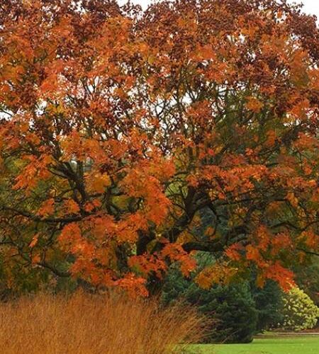 Koelreuteria - Savonnier