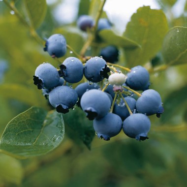 Myrtille - Vaccinium