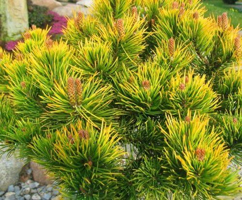 Pinus - Nains