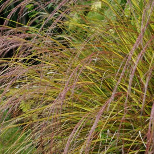 Stipa
