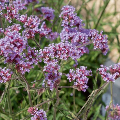 Verbena