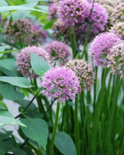 Allium