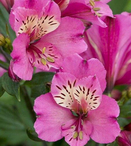 Alstroemeria