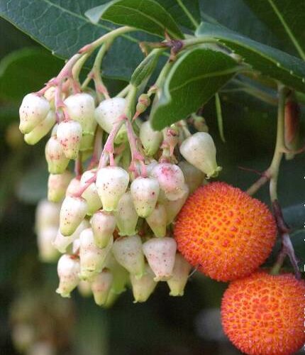 Arbutus
