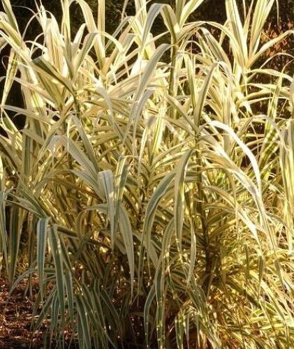 Arundo