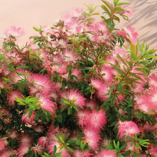 Calliandra
