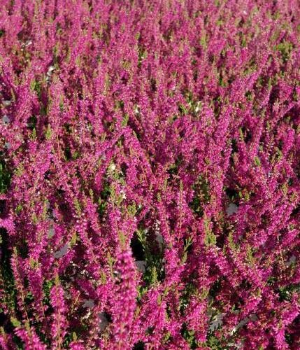 Calluna