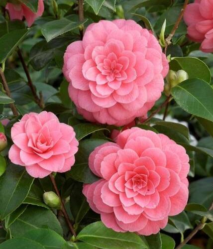Camellia