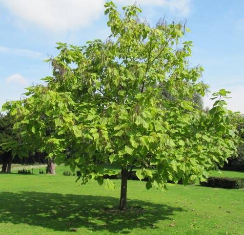Catalpa