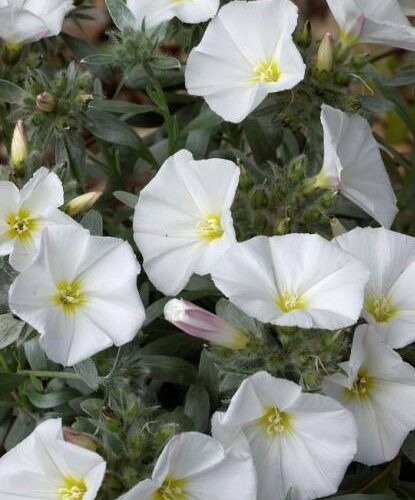 Convolvulus