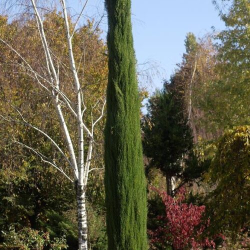 Cupressus