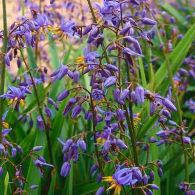 Dianella
