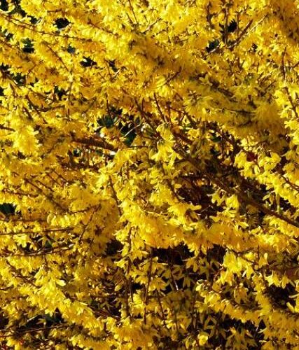 Forsythia