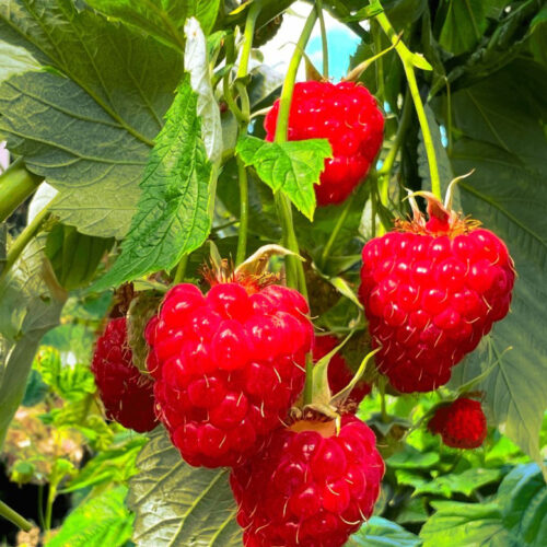 Framboisier - Rubus Idaeus