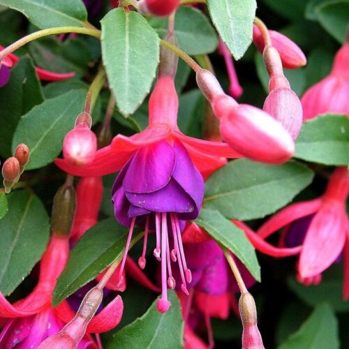 Fuchsia