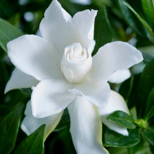 Gardenia