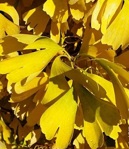 Ginkgo