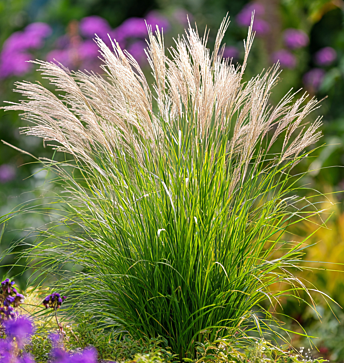 Miscanthus