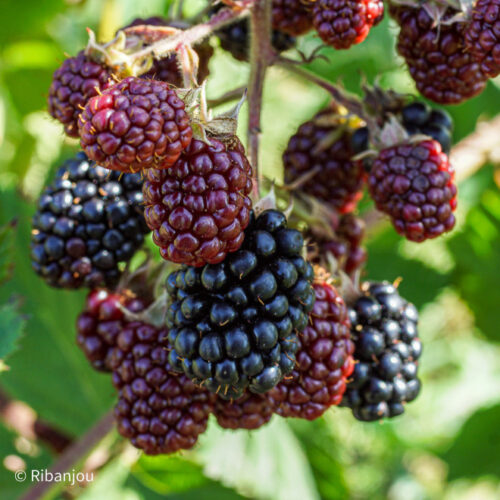 Mure géante - Rubus